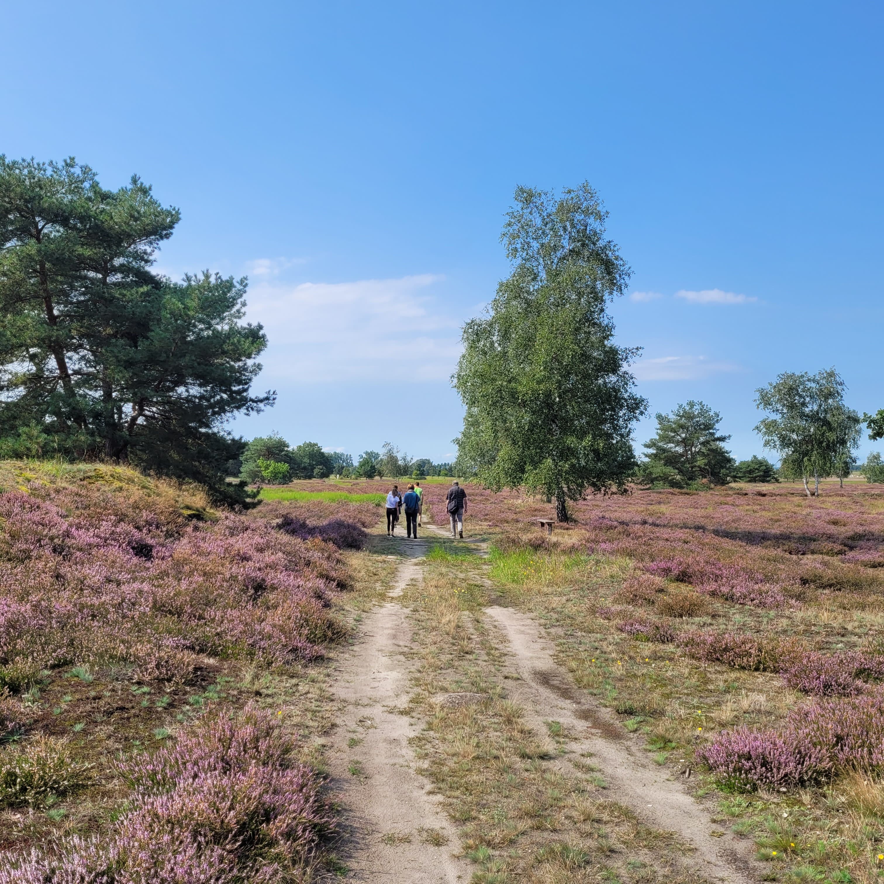 Heide1: Wunderschön ist die Heideblüte in den Kellerbergen.
