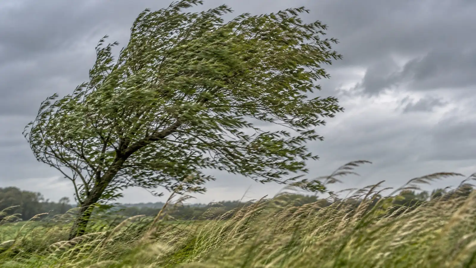 Sturm: vom Wind gebogene Bäume und Gräser. Generisches Motiv ohne erkennbaren Aufnahmeort.